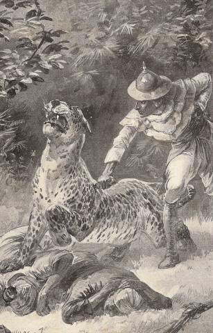 Illustration: Stanley gave a sudden spring, and buried his knife in the leopard.