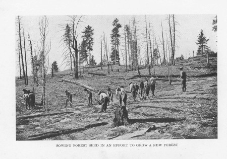 Sowing Forest Seed in an Effort to Grow a New
Forest