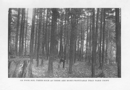 On Poor Soil Trees Such As These Are More
Profitable Than Farm Crops