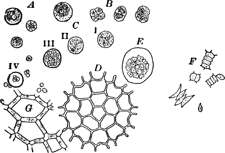 Fig.&nbsp;11.