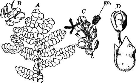 Fig.&nbsp;52.