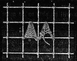 FIG. 649. POINTED SCALLOPS IN
BUTTONHOLE STITCH.