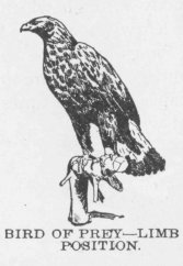 BIRD OF PREY&mdash;LIMB POSITION.
