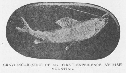 GRAYLING&mdash;RESULT OF MY FIRST EXPERIENCE AT FISH MOUNTING.