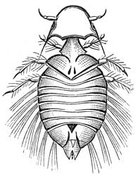 120. Antenn&aelig; of Goniodes.