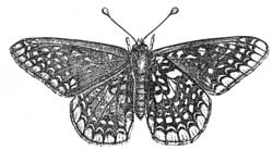 229. Melit&aelig;a Phaeton.