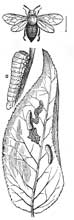 236. Selandria ros&aelig;.