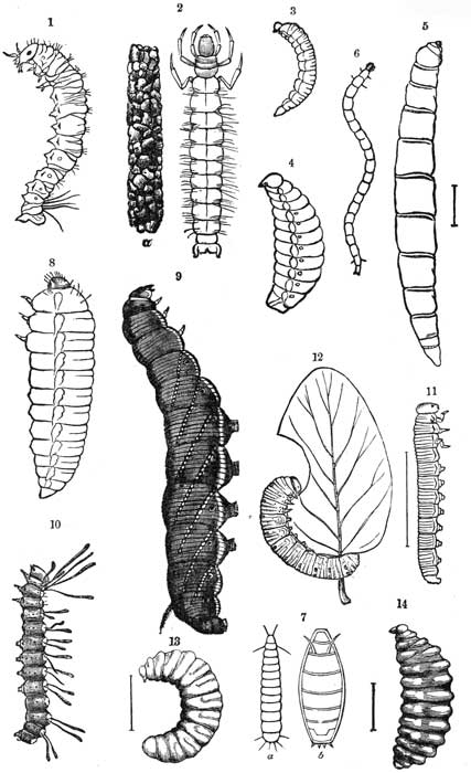 Pl 3. EXAMPLES OF ERUCIFORM LARV&AElig;.