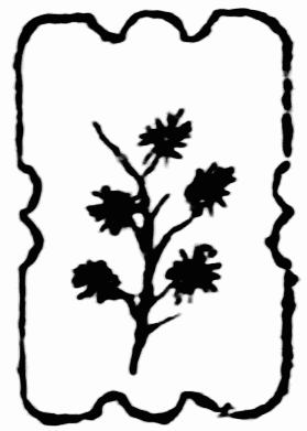 decoraci�n