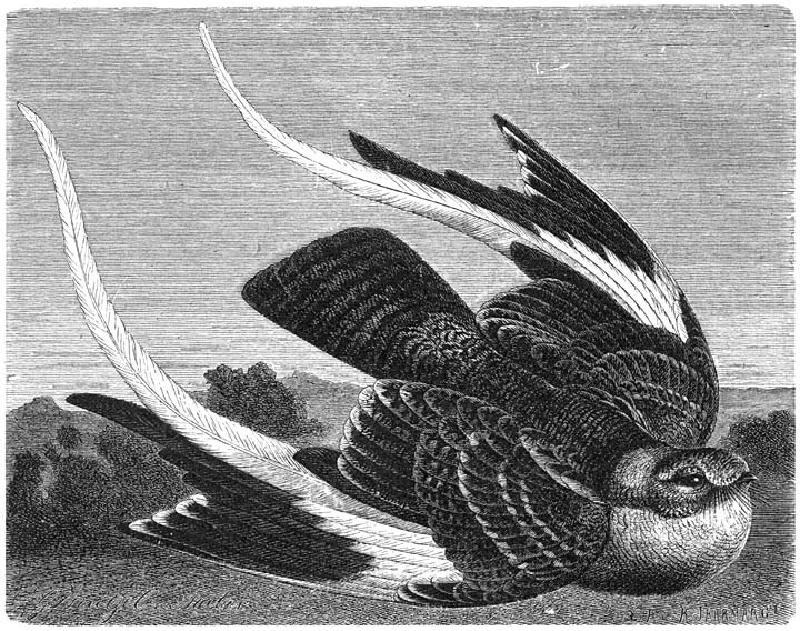 Wimpelzwaluw (Cosmetornis vexillarius). &frac12; v. d. ware grootte.