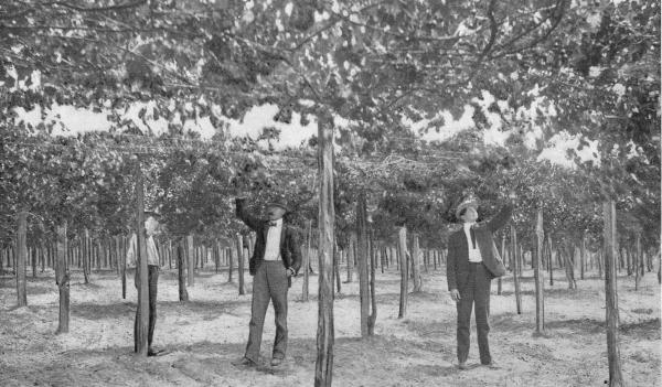 Among the Scuppernongs.&mdash;A Modern Vineyard.