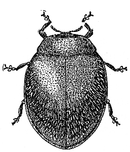 Rhizobius, the imported enemy of the Black Scale
of the Olive.