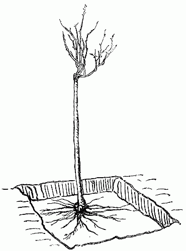 Fig. 1.&mdash;Mode of Planting a Standard Rose.