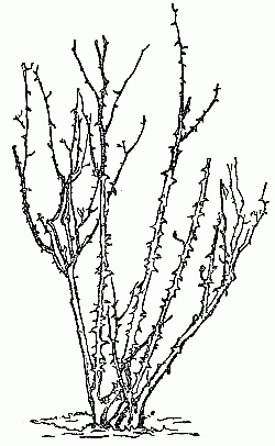 Fig. 2a.&mdash;Rosebush requiring light pruning&mdash;unpruned.