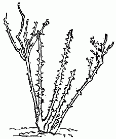 Fig. 2b.&mdash;Rosebush requiring light pruning&mdash;pruned.