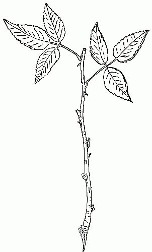 Fig. 3.&mdash;Rose cutting with a heel, 4 leaves cut, 2 leaves left.