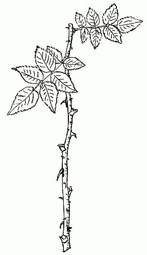 Fig. 4.&mdash;Rose cutting without a heel, 4 leaves cut, 2 leaves left.