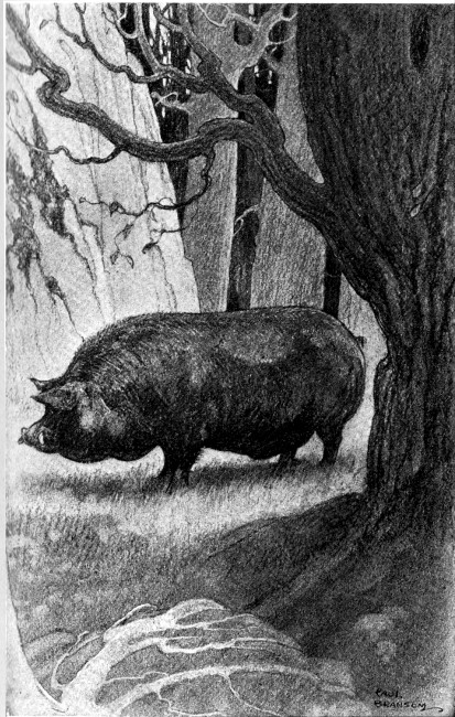 The black boar had wandered so far into the wilderness
that he was safe from pursuit.