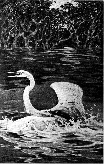 The mother egret flapped blindly upon the top of the
water.