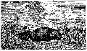 Fig. 1.&mdash;La Taupe commune.