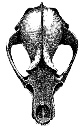 Fig. 5. Skull of Badger&mdash;front view.