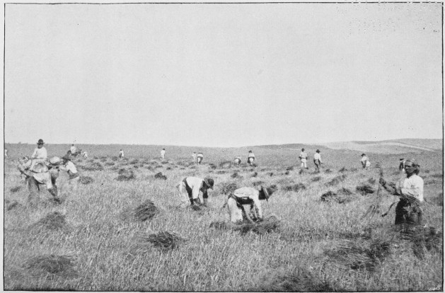 Plate XXVII.

THE HARVEST-FIELD.

Page 225.