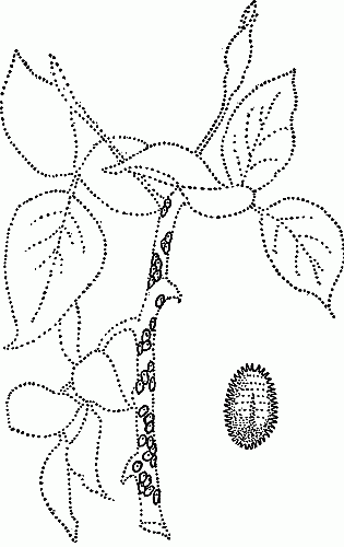 SCALE INSECTS.