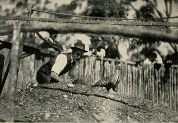 

BELLCHAMBERS AND THE MALLEE FOWL. "GET ALONG WITH YOU, DO!"