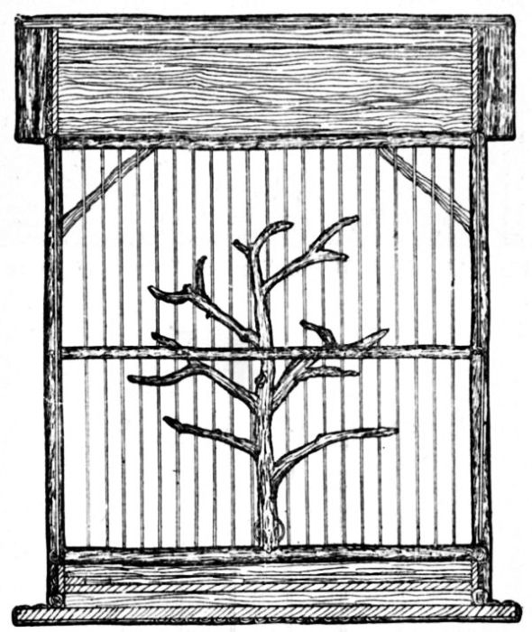 Fig. 116.&mdash;Cross Section of Aviary.