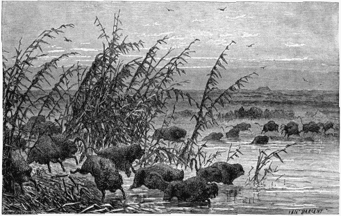PRAIRIES OF NORTH AMERICA&mdash;STAMPEDO OF WILD BISONS.