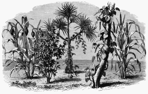 VEGETABLE LIFE IN THE AFRICAN PLAINS.

1. Guinea Corn (Pennicillaria spicata).   3. Manihot (Jatropha Manihot).   5. Screw Pine (Pandanus candelabrum).
2. Sorgho Grass (Sorghum cernuum).        4. Yam (Dioscorea alata).   6. Black Pepper (Piper nigrum).

