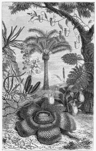 FLORA OF THE EAST INDIAN ISLANDS:&mdash;

1. Rafflesia Arnoldia.
2. Niphobolus pubescens.
3. Phalænopsis amabilis.
4. Ærides suaveolens.
5. Cycas circinnalis.
6. Nepenthes distillatoria.
7. Scindapsus pertusus.