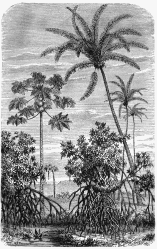 FLORA OF THE NEW WORLD.
1. Papaw Tree (Papaya Sativa)
2. Great American Cocoa-Nut Tree.
3. Mangrove (Rhizophora mangle).
