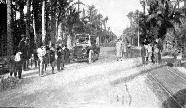 LA FOR�T DE PALMIERS D'ELCHE