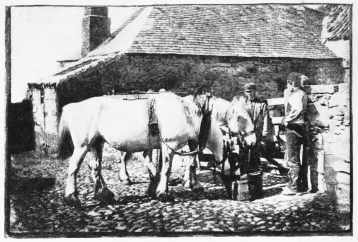 A GROUP OF WORKING HORSES

(From a photograph by John Foster of Coldstream)