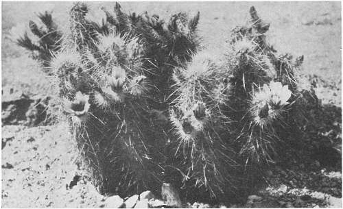 INDIAN STRAWBERRY CACTUS; ENGELMANN&rsquo;S HEDGEHOG CACTUS (Echinocereus Engelmannii)