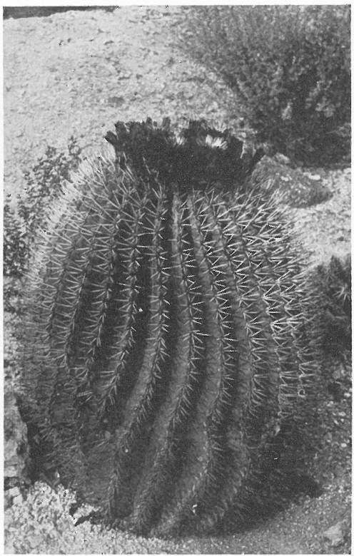 TRAVELER&rsquo;S FRIEND; CANDY CACTUS; TRAVELER&rsquo;S COMPASS (Echinocactus Covillei)