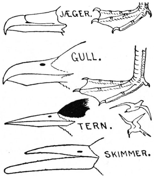 ORDER 2. LONG-WINGED SWIMMERS.&mdash;Longipennes.