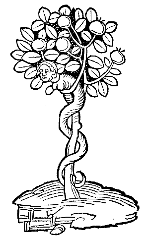 Text-fig. 12. “Arbor vel lignum vite paradisi” = Tree
of Paradise [Ortus Sanitatis, Mainz, 1491].