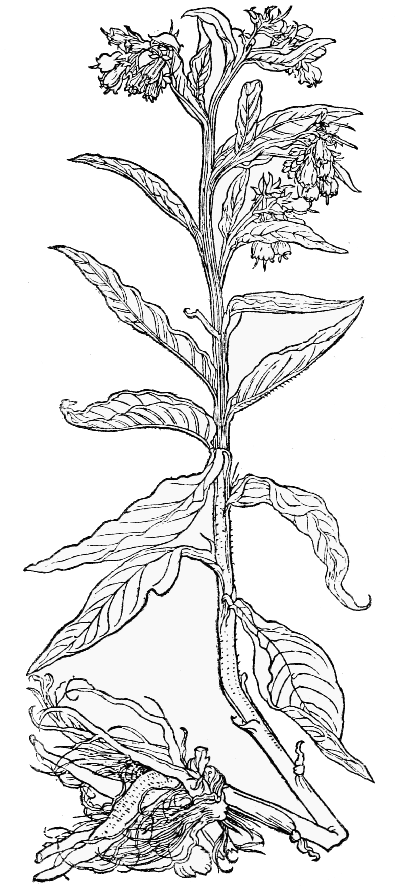 Text-fig. 22. “Walwurtz männlin” = Symphytum,
Comfrey [Brunfels, Herbarum vivæ eicones,
Vol. I. 1530]. Reduced.