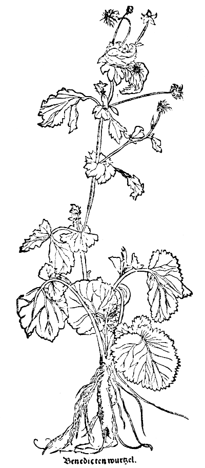 Text-fig. 25. “Caryophyllata” = Geum, Avens [Brunfels,
Herbarum vivæ eicones, Vol. III. 1540]. Reduced.