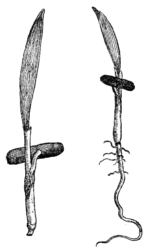 Text-fig. 35. “Palma” = Seedlings of Phœnix dactylifera L.,
Date Palm [Camerarius, Hortus medicus, 1588].