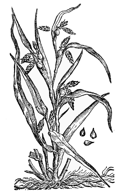 Text-fig. 39. “Lacryma Iob” = Coix lachryma-Jobi L., Job’s Tears
[de l’Écluse, Rariorum ... per Hispanias, 1576].