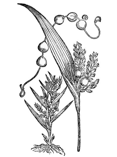 Text-fig. 48. “Lachryma Iob” = Coix lachryma-Jobi L.,
Job’s Tears [Simler, Vita Conradi Gesneri, 1566].