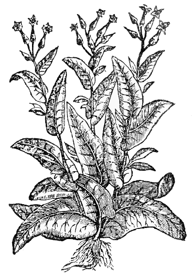 Text-fig. 52. “Tabaco” = Nicotiana, Tobacco [Monardes,
Joyfull newes out of the newe founde worlde, 2nd ed. 1580].