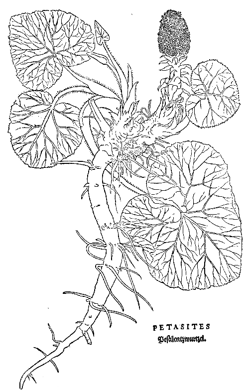 Text-fig. 58. “Petasites” = Butterbur [Fuchs, De historia stirpium,
1542]. Reduced.
