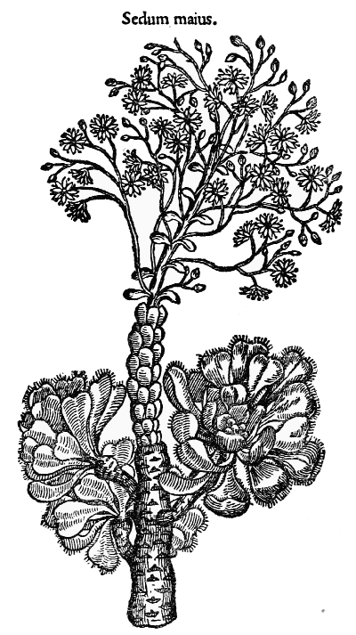 Text-fig. 58. “Petasites” = Butterbur [Fuchs, De historia stirpium,
1542]. Reduced.