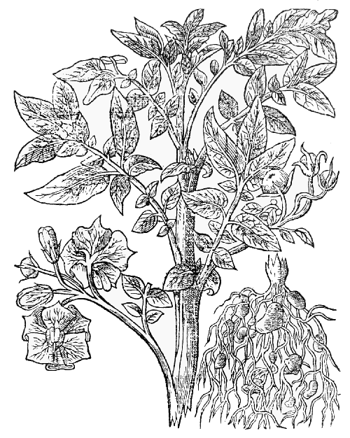 Text-fig. 60. “Battata Virginiana” = Solanum tuberosum L., Potato
[Gerard, The Herball, 1597].