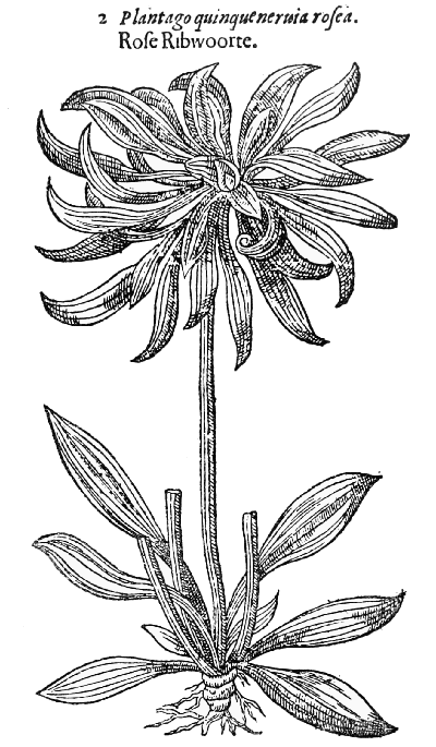 Text-fig. 61. “Rose Ribwoorte” = an abnormal
Plantain [Gerard, The Herball, 1597].