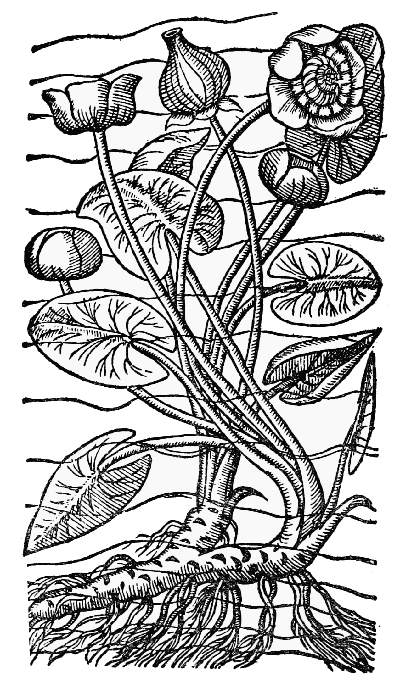 Text-fig. 67. “Gele Plompen” = Nuphar luteum Sm.,
Yellow Waterlily [de l’Obel, Kruydtbœck, 1581].